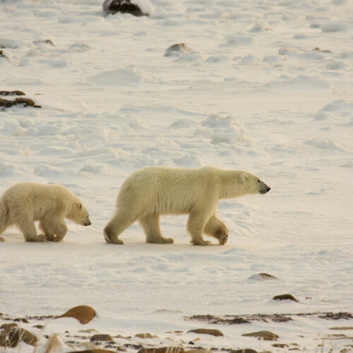 Polar Bear Tours – Tips to Choose One and What to Pack