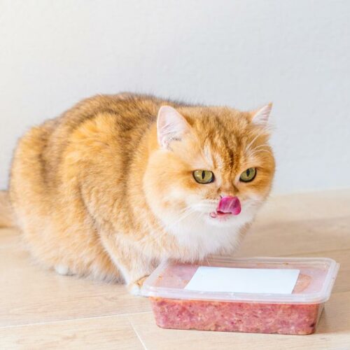 Best cat foods as per customer reviews