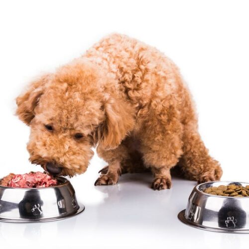 Can a dog have a sensitive stomach – Can choosing the right food help